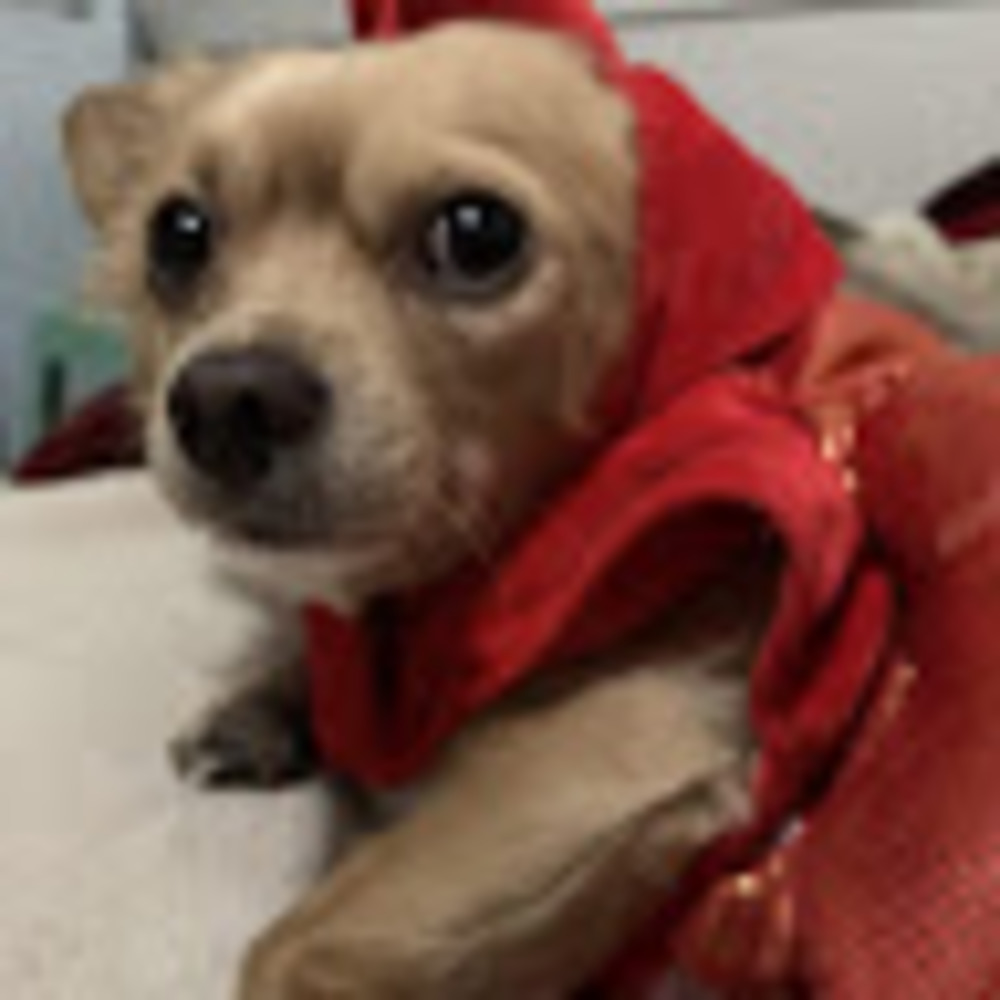 Meet your Posher, Terrie